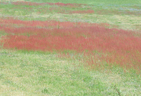 Dry Acid Grasslands